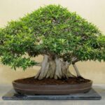 Manfaat Tanaman Ficus