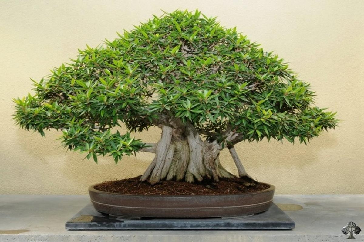 Manfaat Tanaman Ficus