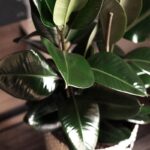 Manfaat Tanaman Ficus Elastica