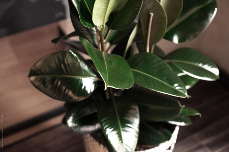 Manfaat Tanaman Ficus Elastica