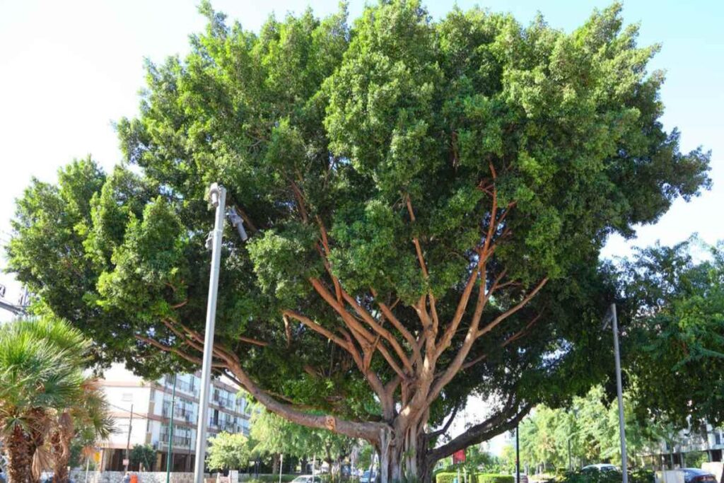 Manfaat Tanaman Ficus Microcarpa