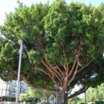 Manfaat Tanaman Ficus Microcarpa