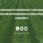 Manfaat Tanaman Fitoremediasi