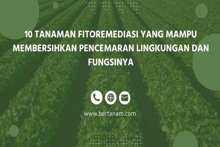 Manfaat Tanaman Fitoremediasi