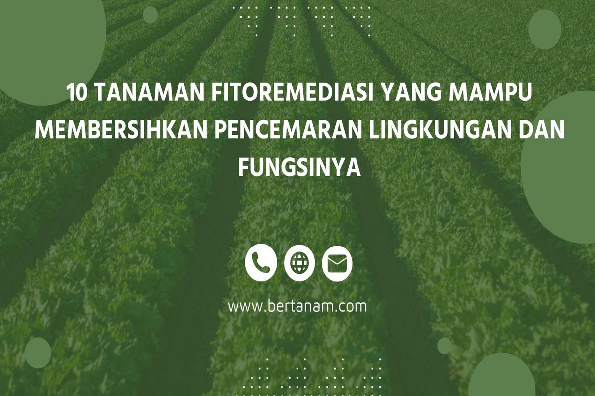 Manfaat Tanaman Fitoremediasi