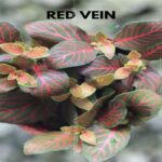 Manfaat Tanaman Fittonia