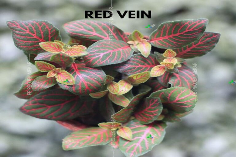 Manfaat Tanaman Fittonia