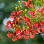 Manfaat Tanaman Flamboyan