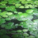 Manfaat Tanaman Frogbit