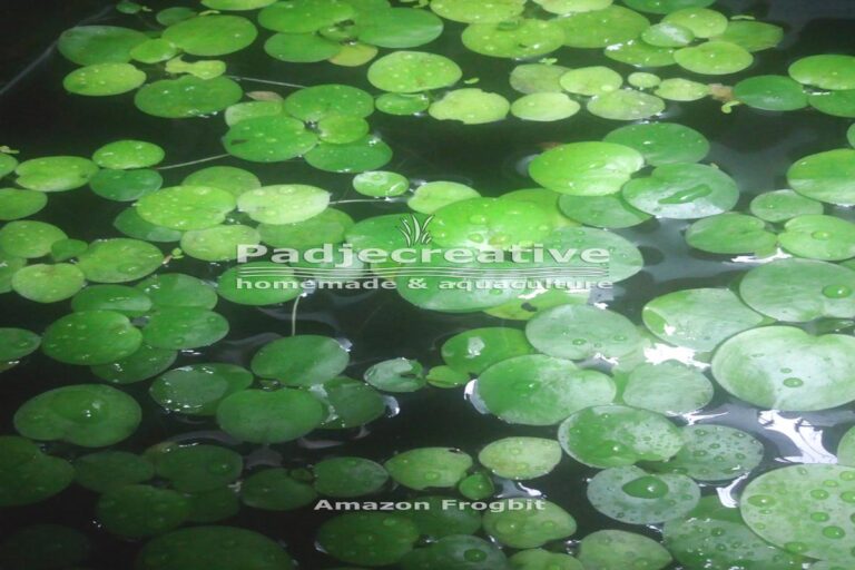 Manfaat Tanaman Frogbit