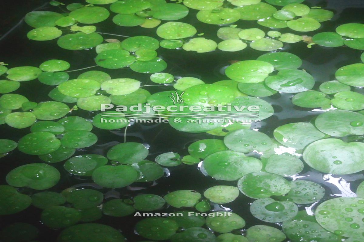 Manfaat Tanaman Frogbit