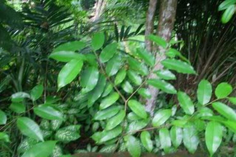 Manfaat Tanaman Gaharu