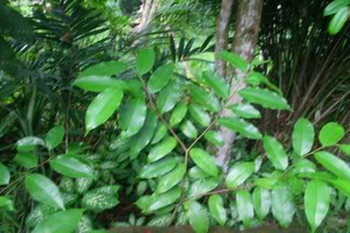 Manfaat Tanaman Gaharu