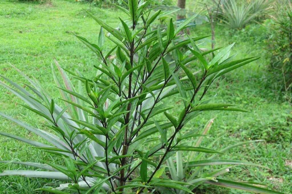 Manfaat Tanaman Gandarusa