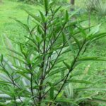 Manfaat Tanaman Gandarusa