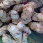 Manfaat Tanaman Ganyong