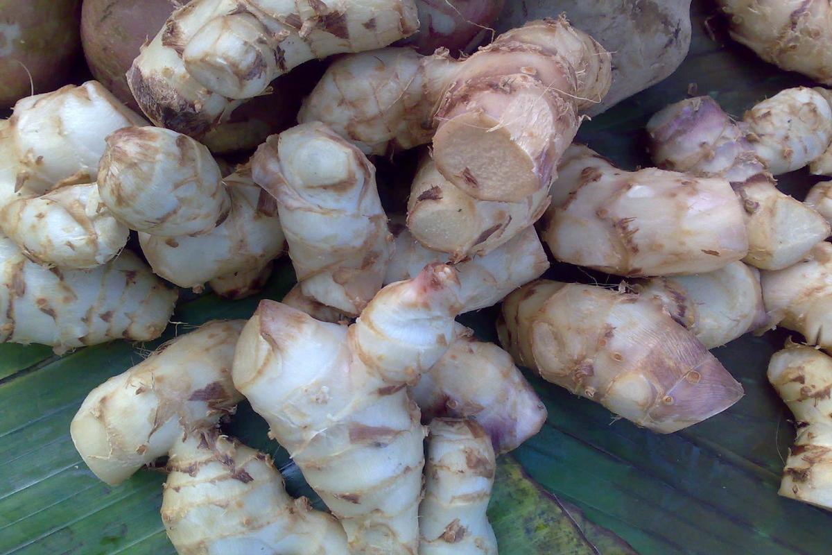 Manfaat Tanaman Ganyong
