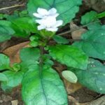 Manfaat Tanaman Gempur Batu