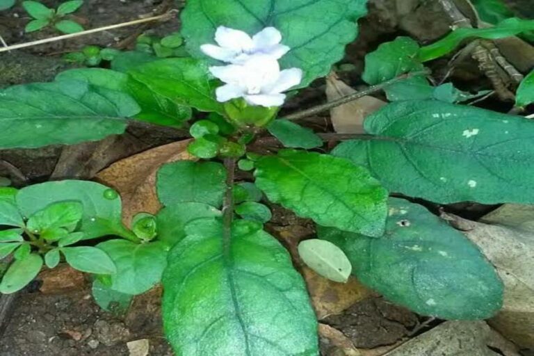 Manfaat Tanaman Gempur Batu