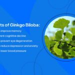Manfaat Tanaman Ginkgo Biloba