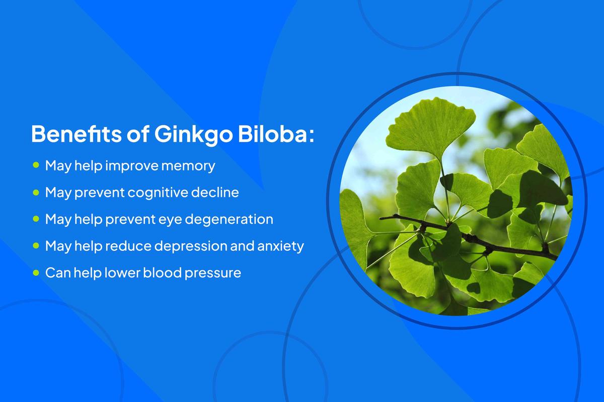 Manfaat Tanaman Ginkgo Biloba