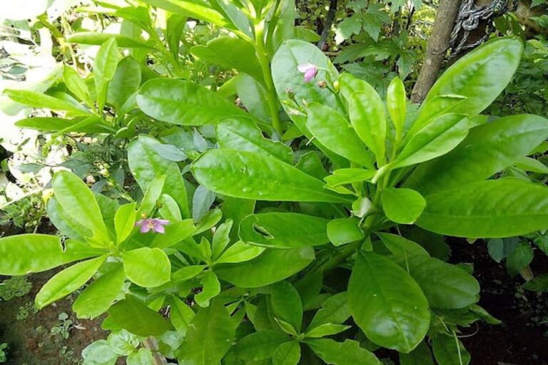 Manfaat Tanaman Ginseng