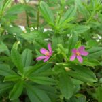 Manfaat Tanaman Ginseng Jawa