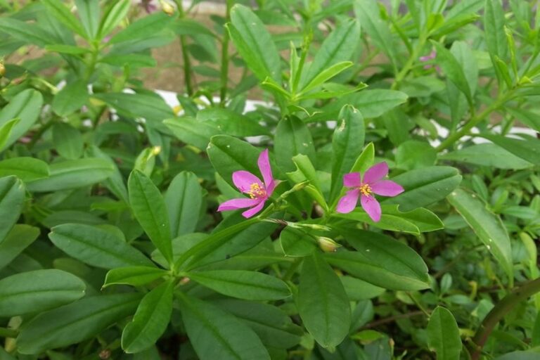 Manfaat Tanaman Ginseng Jawa