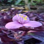 Manfaat Tanaman Hati Ungu