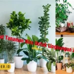 Manfaat Tanaman Hias Adalah
