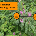 Manfaat Tanaman Indigofera