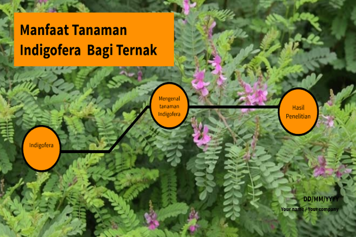 Manfaat Tanaman Indigofera