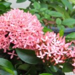 Manfaat Tanaman Ixora Chinensis