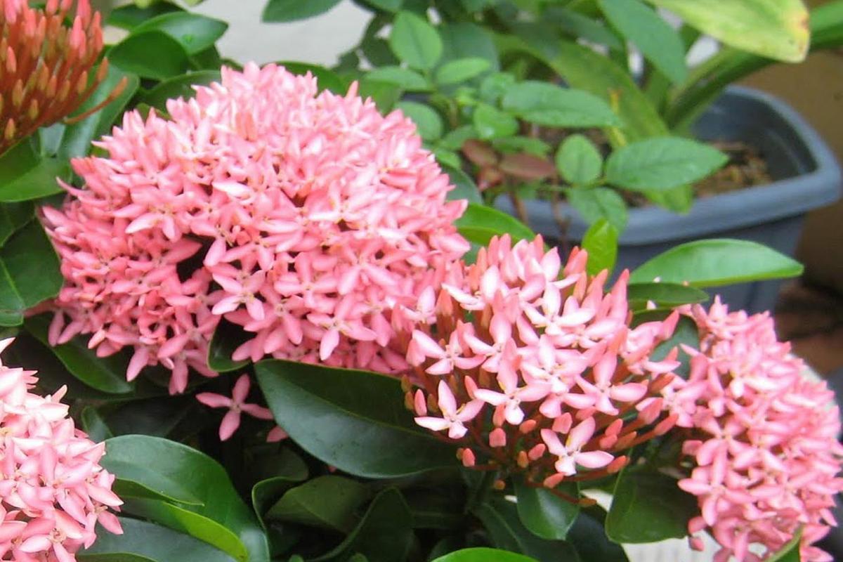 Manfaat Tanaman Ixora Chinensis