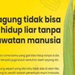 Manfaat Tanaman Jagung