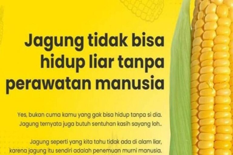 Manfaat Tanaman Jagung