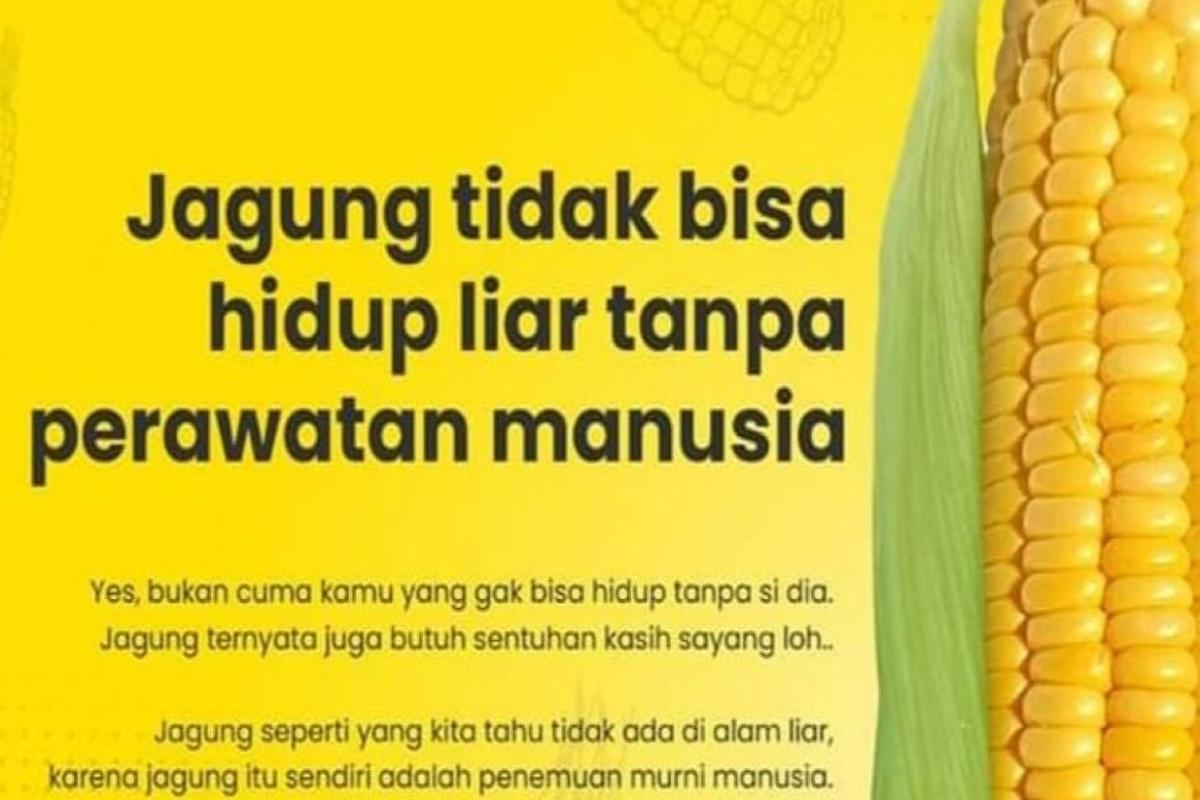 Manfaat Tanaman Jagung