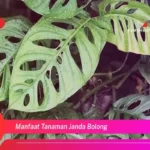 Manfaat Tanaman Janda Bolong