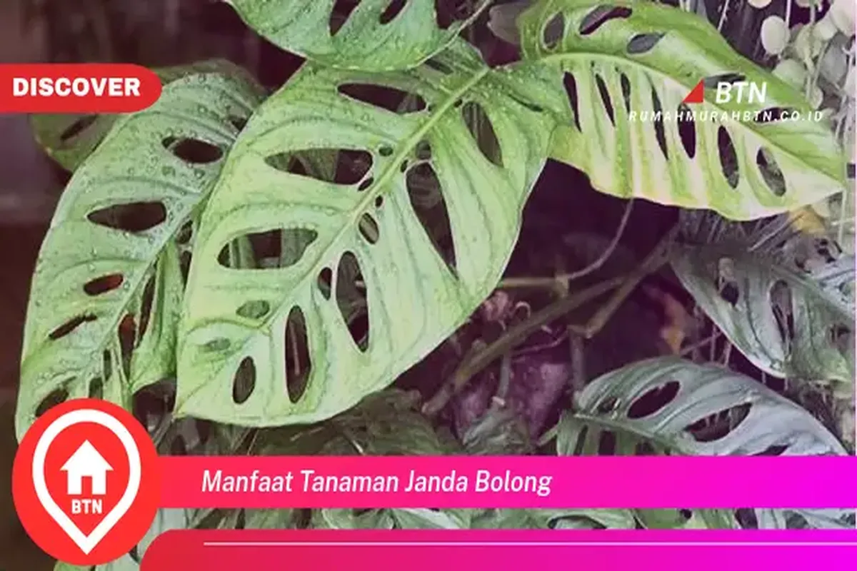 Manfaat Tanaman Janda Bolong