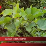 Manfaat Tanaman Jarak