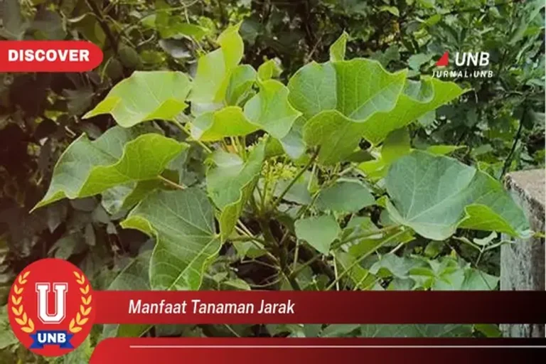 Manfaat Tanaman Jarak