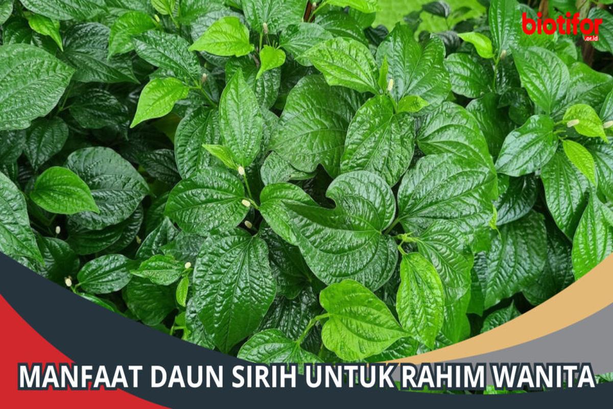 Manfaat Tanaman Jarjir Untuk Wanita