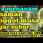 Manfaat Tanaman Jenggot Musa