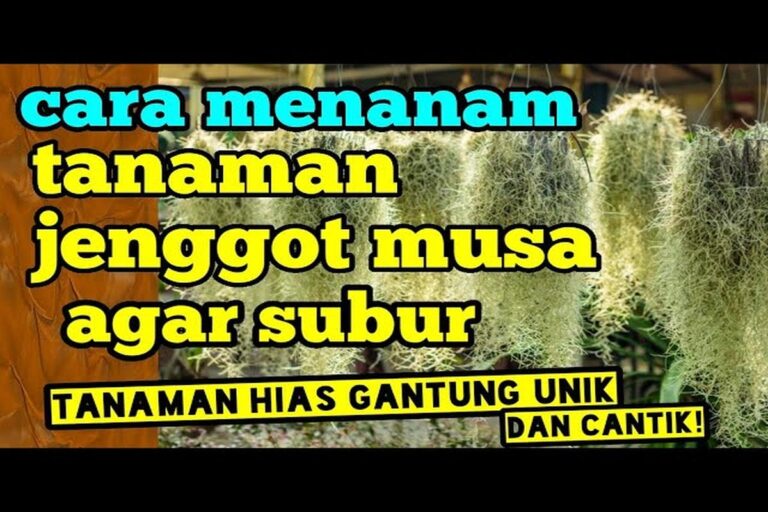 Manfaat Tanaman Jenggot Musa