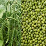 Manfaat Tanaman Kacang Hijau