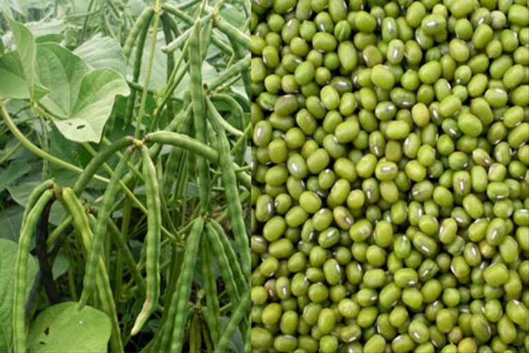 Manfaat Tanaman Kacang Hijau