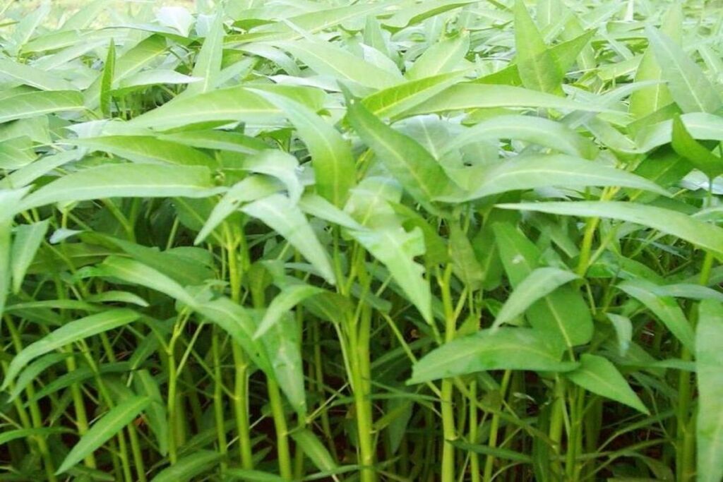 Manfaat Tanaman Kangkung