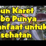 Manfaat Tanaman Karet