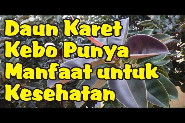 Manfaat Tanaman Karet