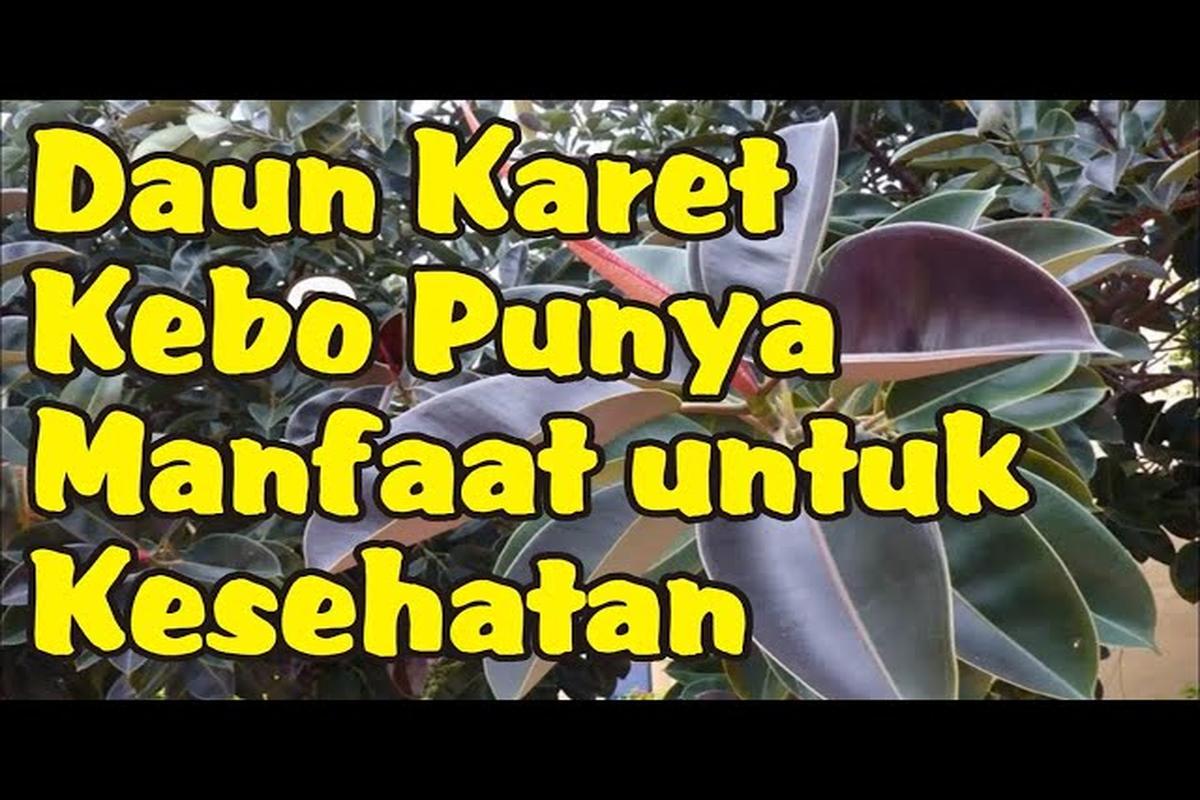 Manfaat Tanaman Karet